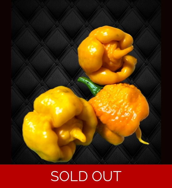 Bobboi Yellow (f5) -> (f6) (10+seeds)